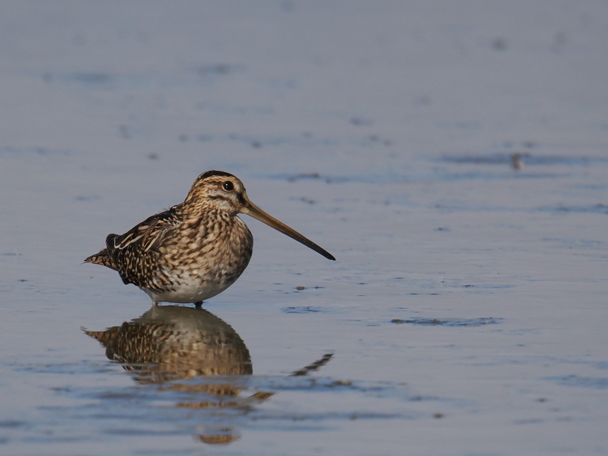 Common Snipe - ML644677037