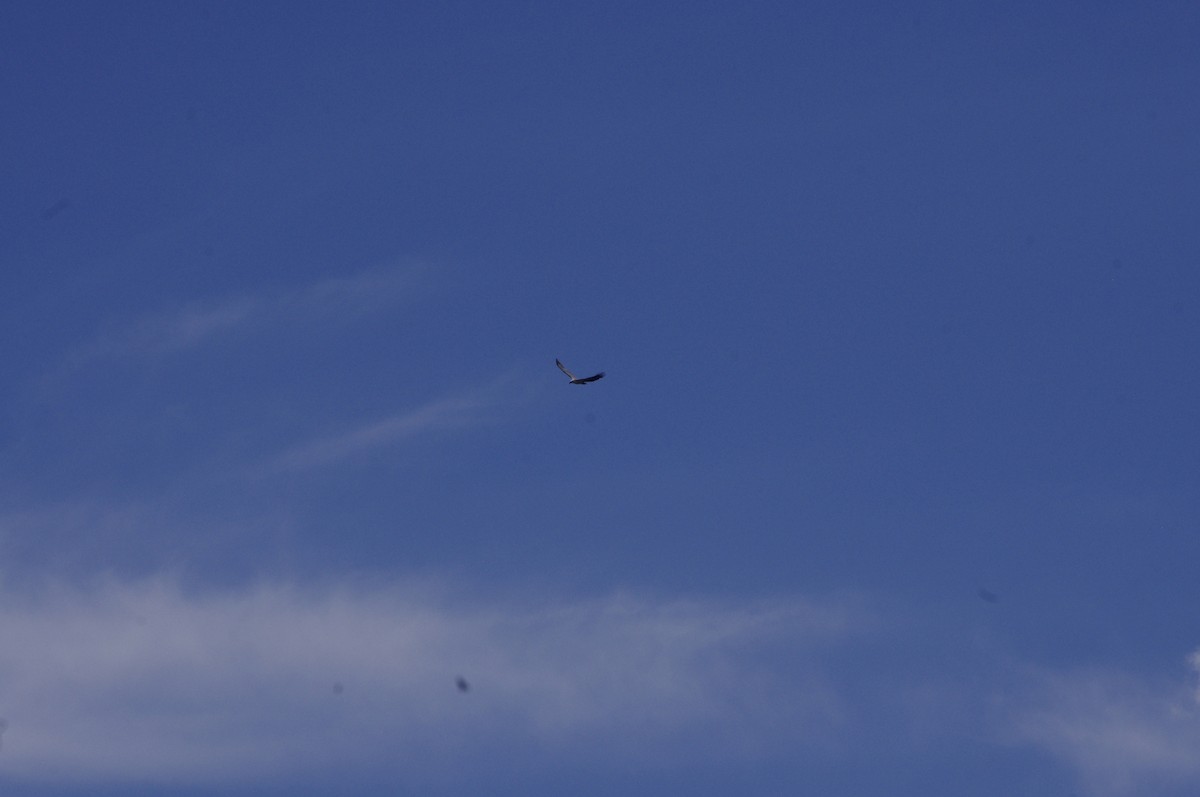 White-bellied Sea-Eagle - ML644677038