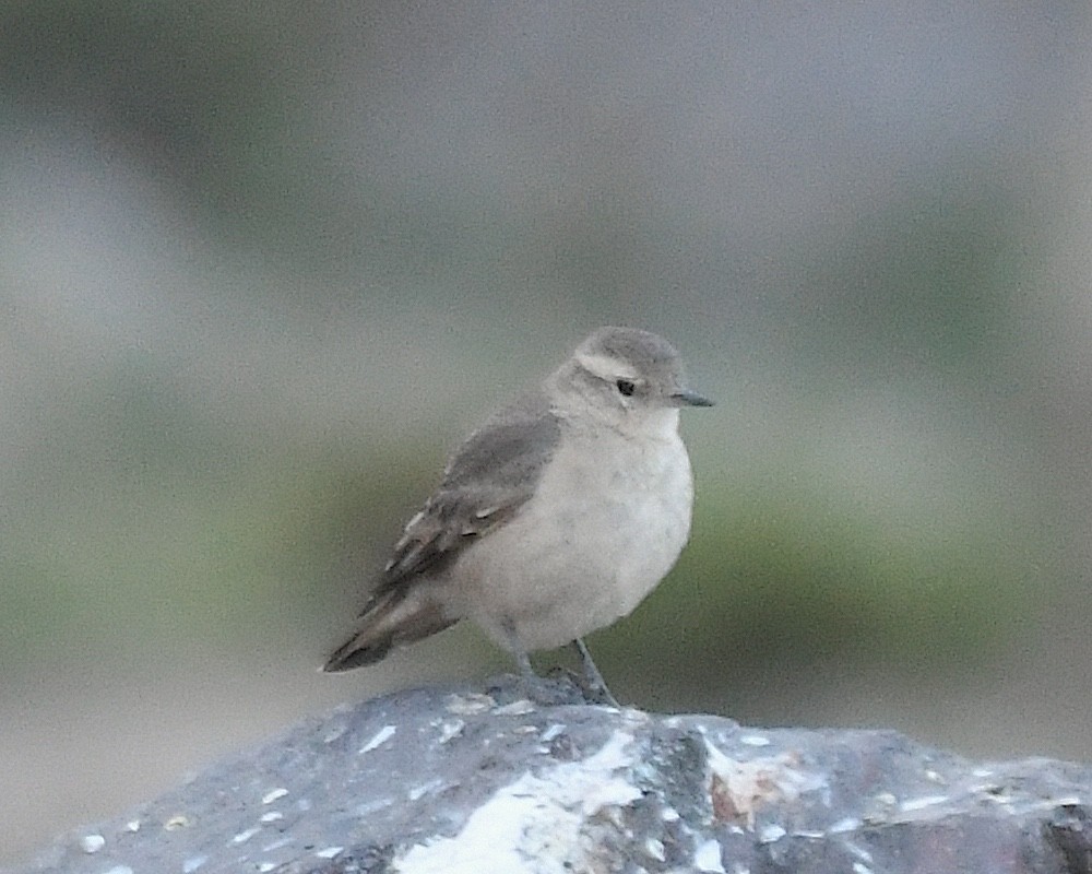 アカバネジカマドドリ - ML644677039
