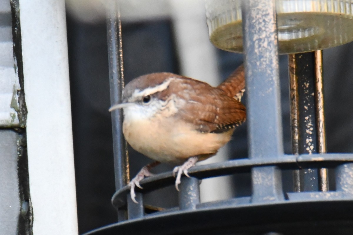 Carolina Wren - ML644677045