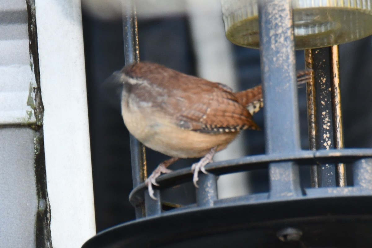 Carolina Wren - ML644677046