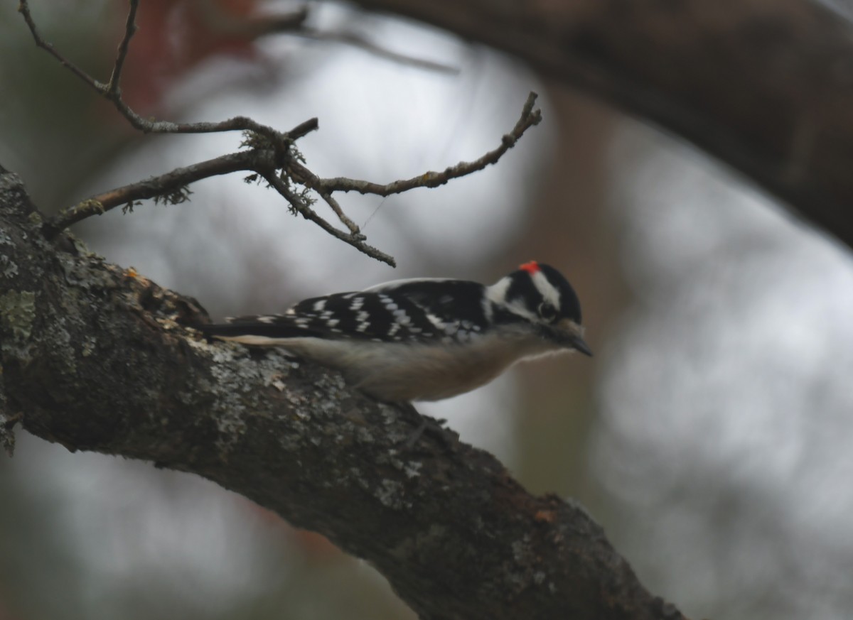 Downy Woodpecker - ML644677063