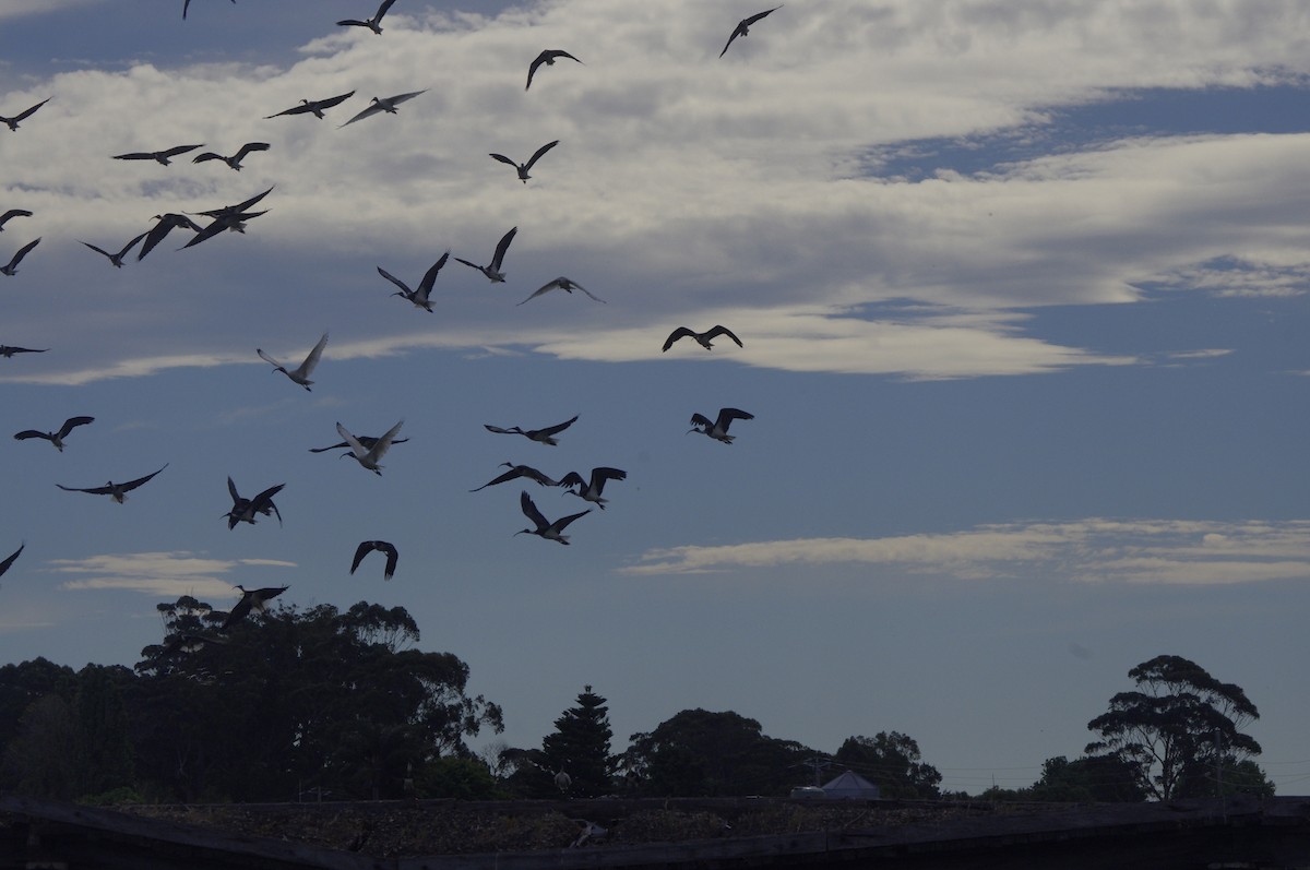 Straw-necked Ibis - ML644677065