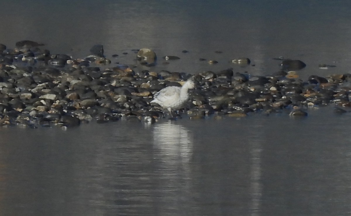 husa sněžní - ML644677066