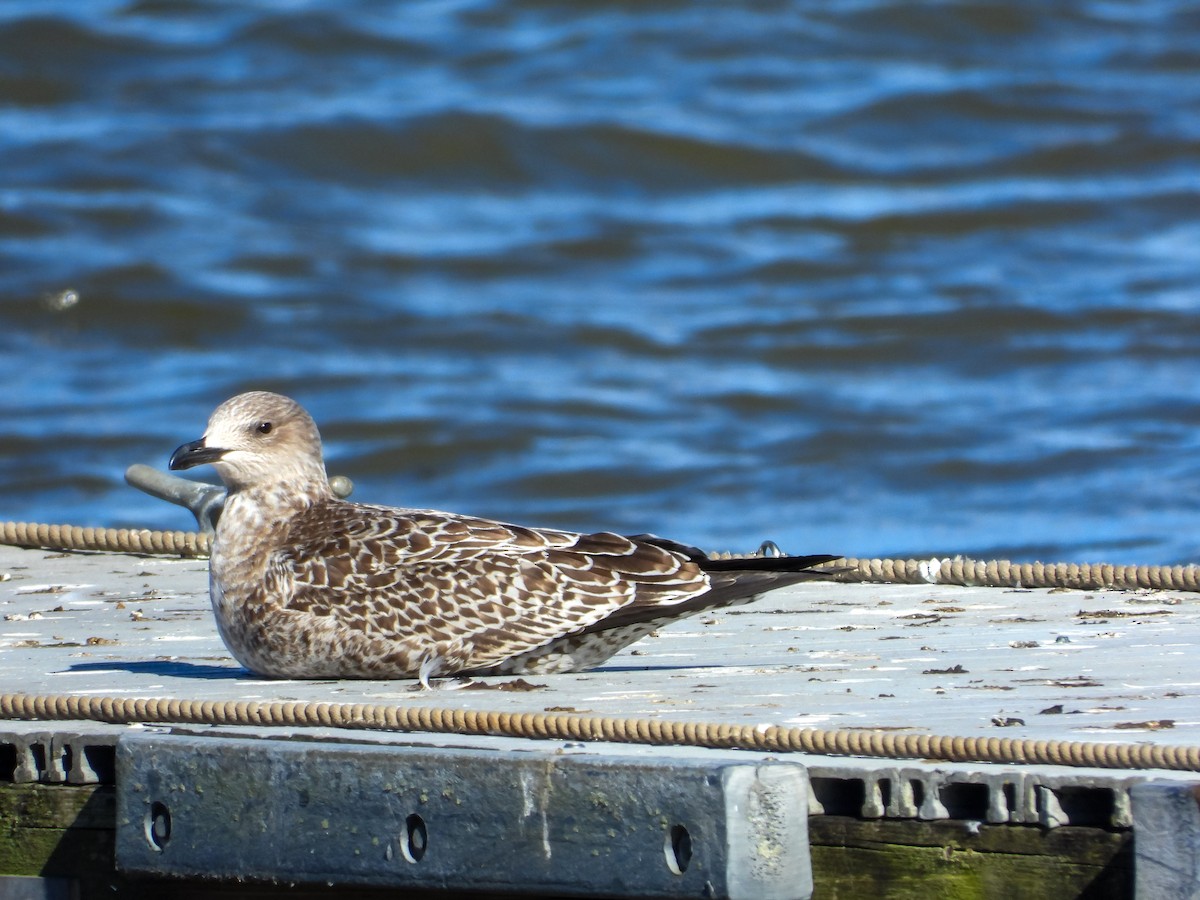 Gaviota Sombría - ML644677067