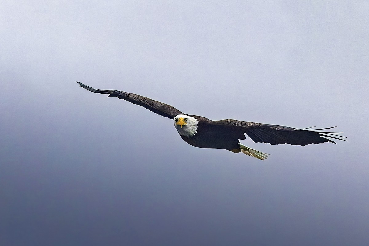 Bald Eagle - ML644677073