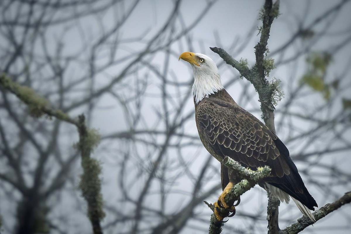 Bald Eagle - ML644677074