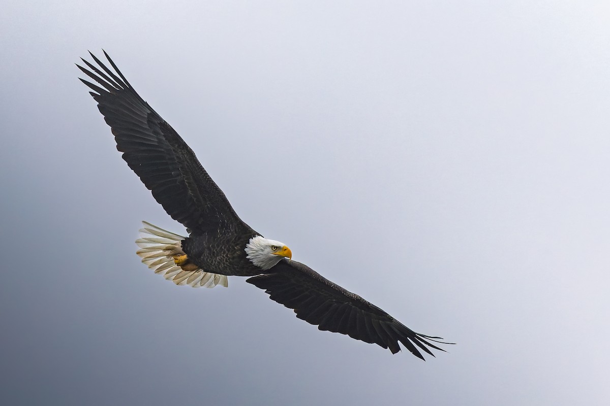 Bald Eagle - ML644677075