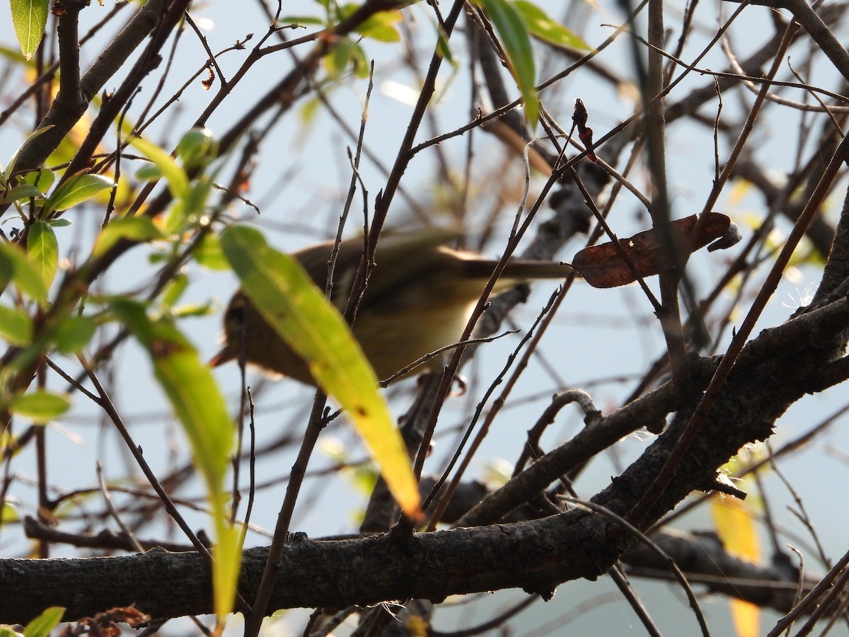 Hutton's Vireo - ML644677076