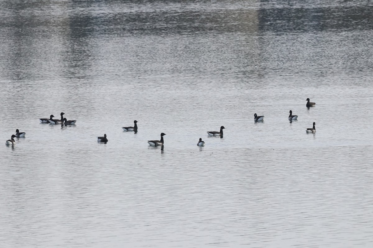 ringgås - ML644677085