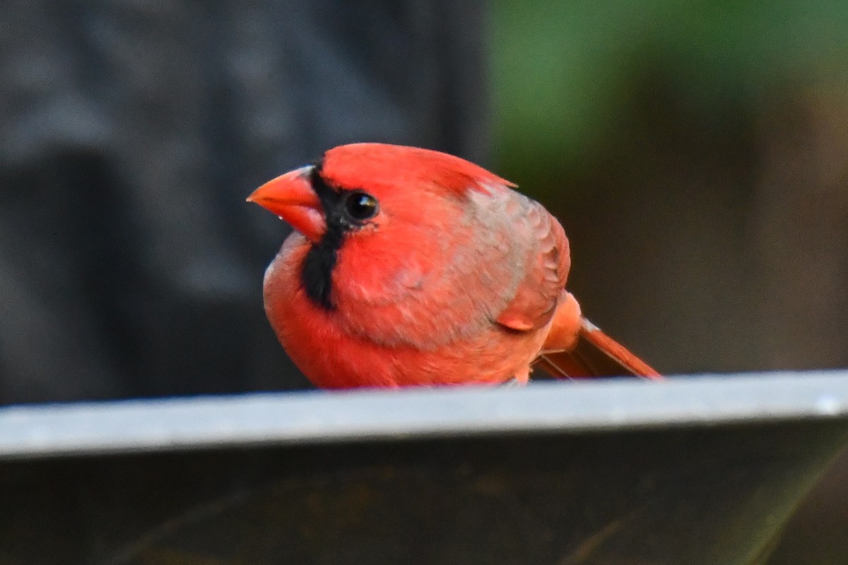 Красный кардинал - ML644677097