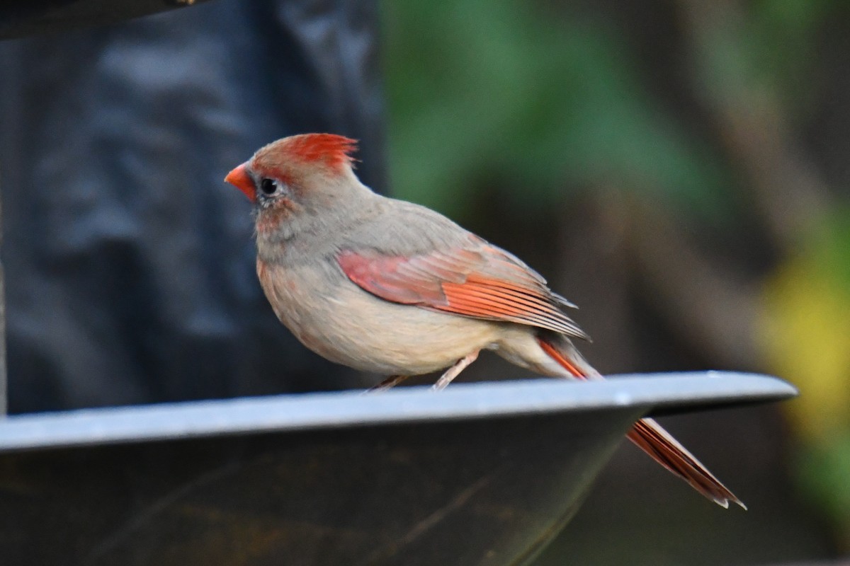 Красный кардинал - ML644677102