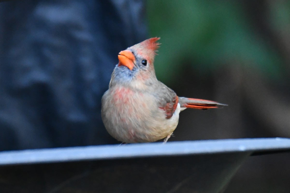 Красный кардинал - ML644677103