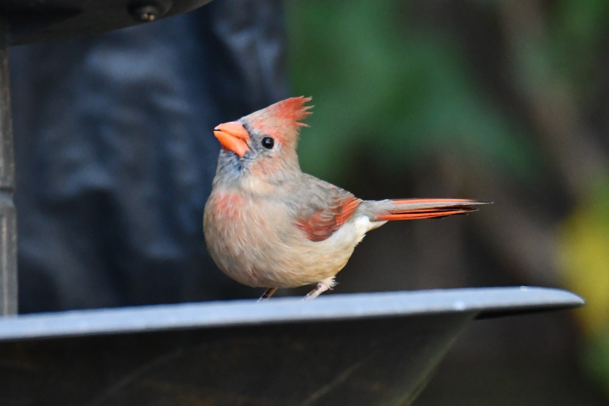 Красный кардинал - ML644677105