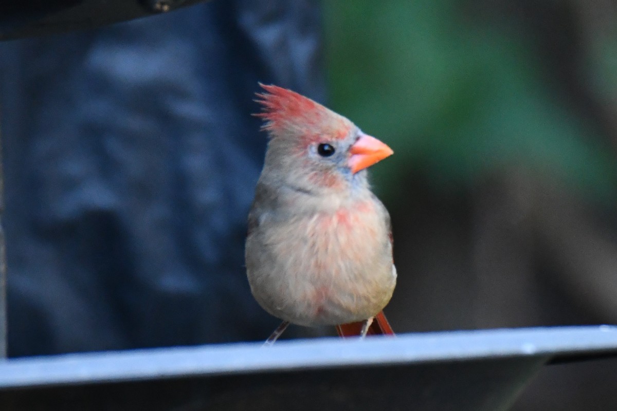 Красный кардинал - ML644677106