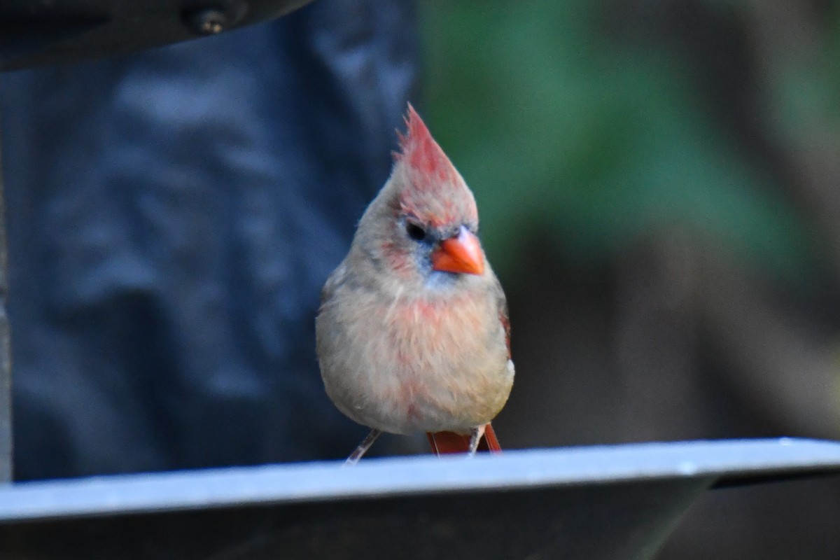 Красный кардинал - ML644677107