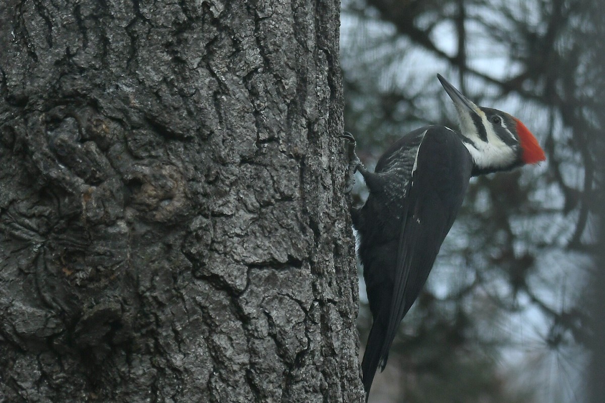 datel chocholatý - ML644677111