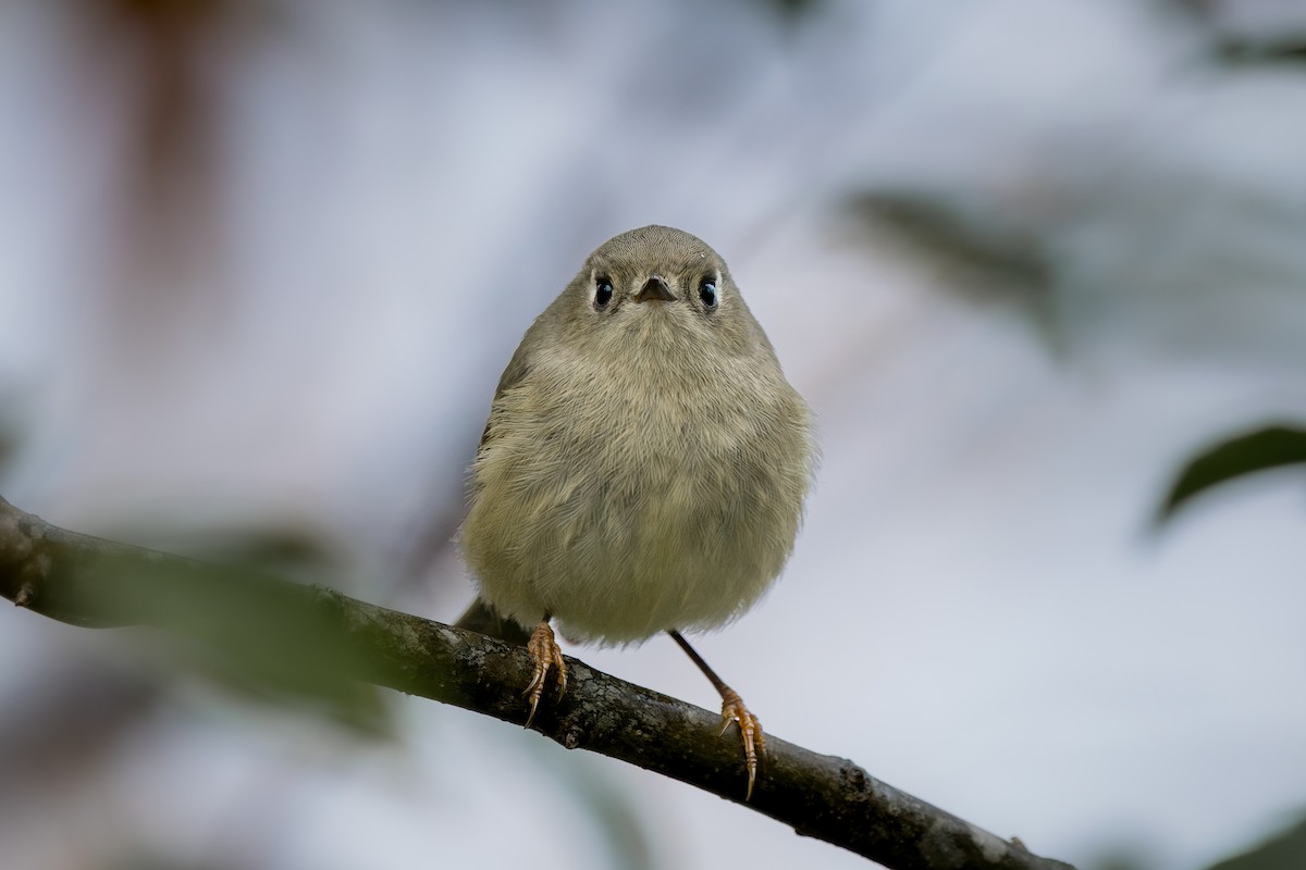 Ruby-crowned Kinglet - ML644677114