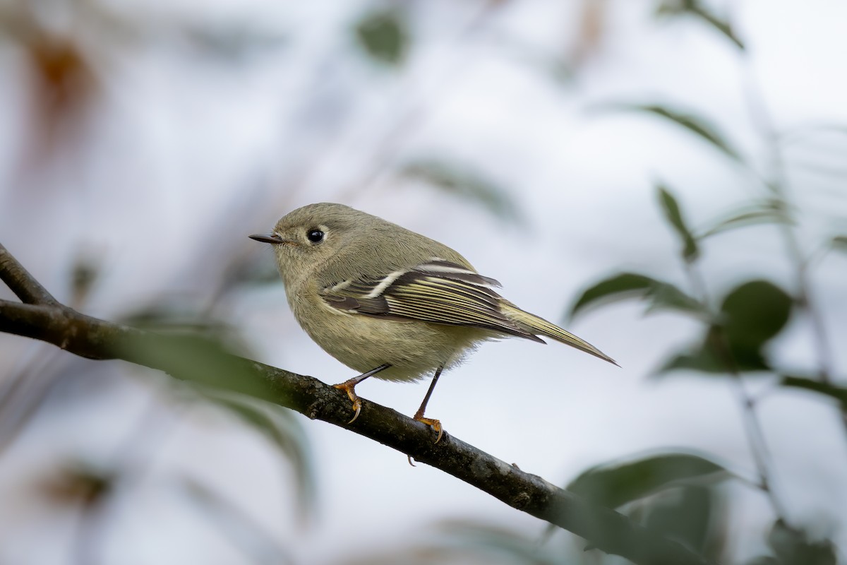 Ruby-crowned Kinglet - ML644677115