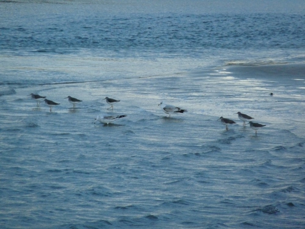 ביצנית עקודה - ML644677117