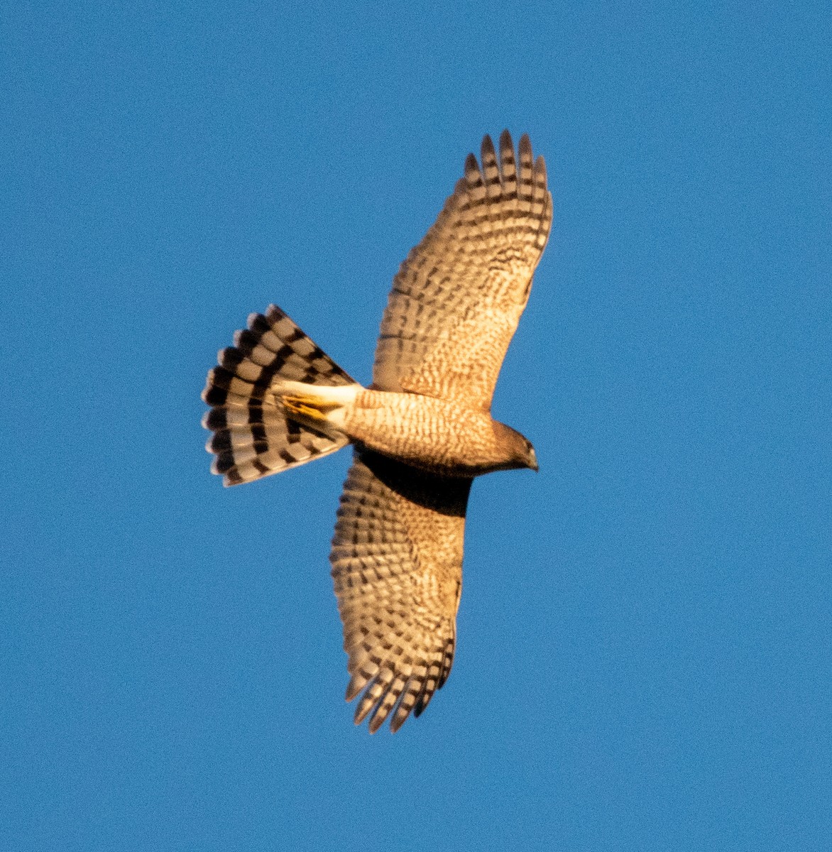 trostehauk - ML644677119