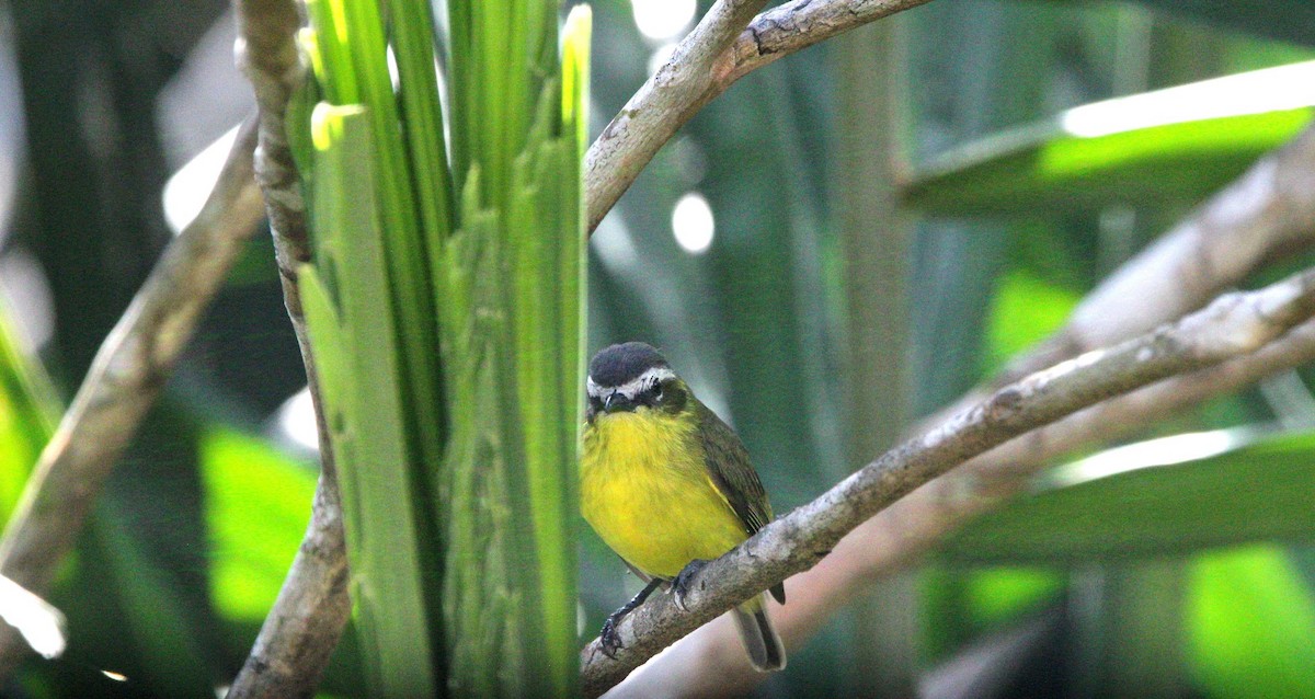 Yellow-bellied Tyrannulet - ML644677120