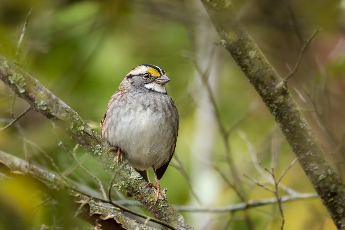 ノドジロシトド - ML644677127