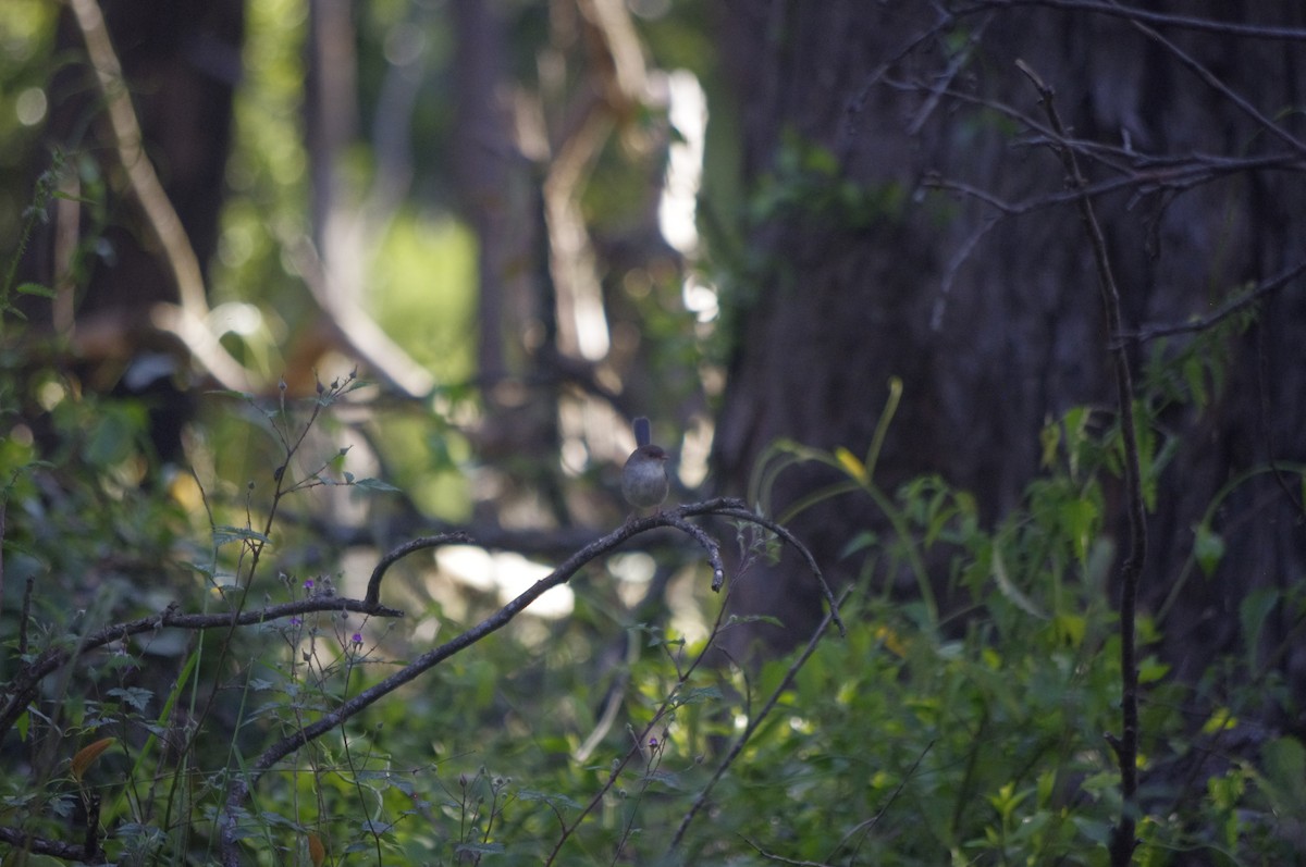 Superb Fairywren - ML644677133
