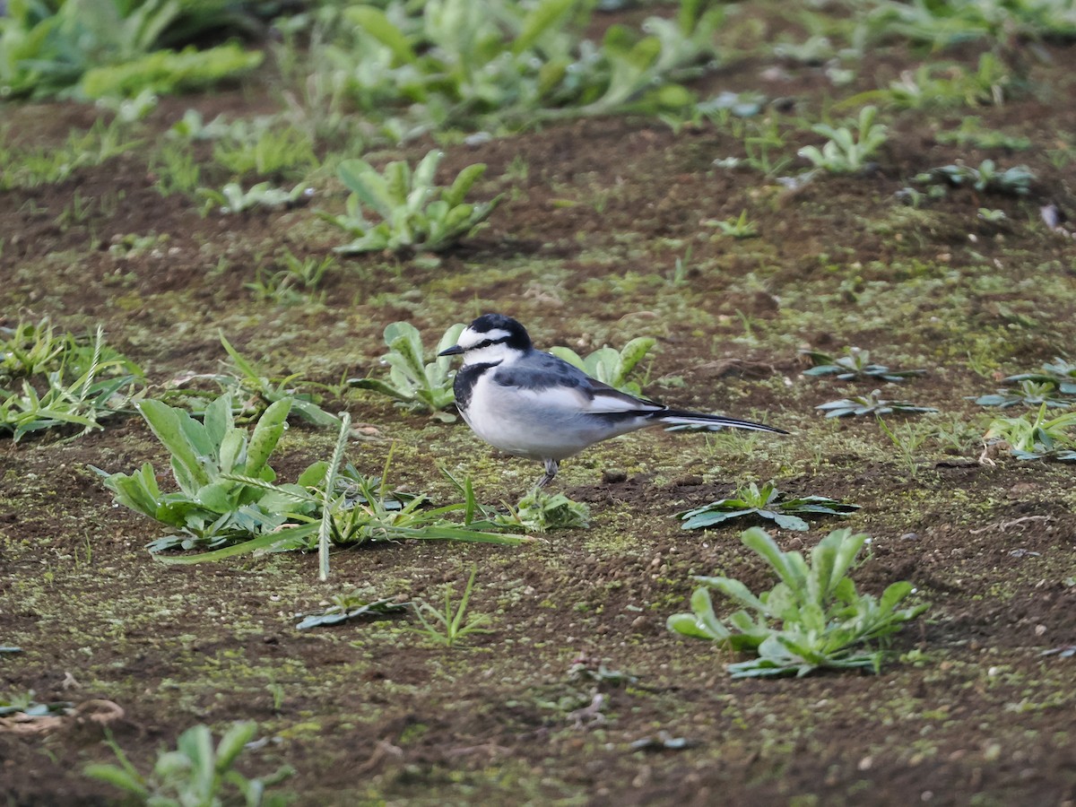 konipas bílý - ML644677135