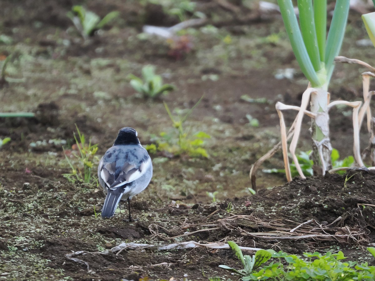 konipas bílý - ML644677136