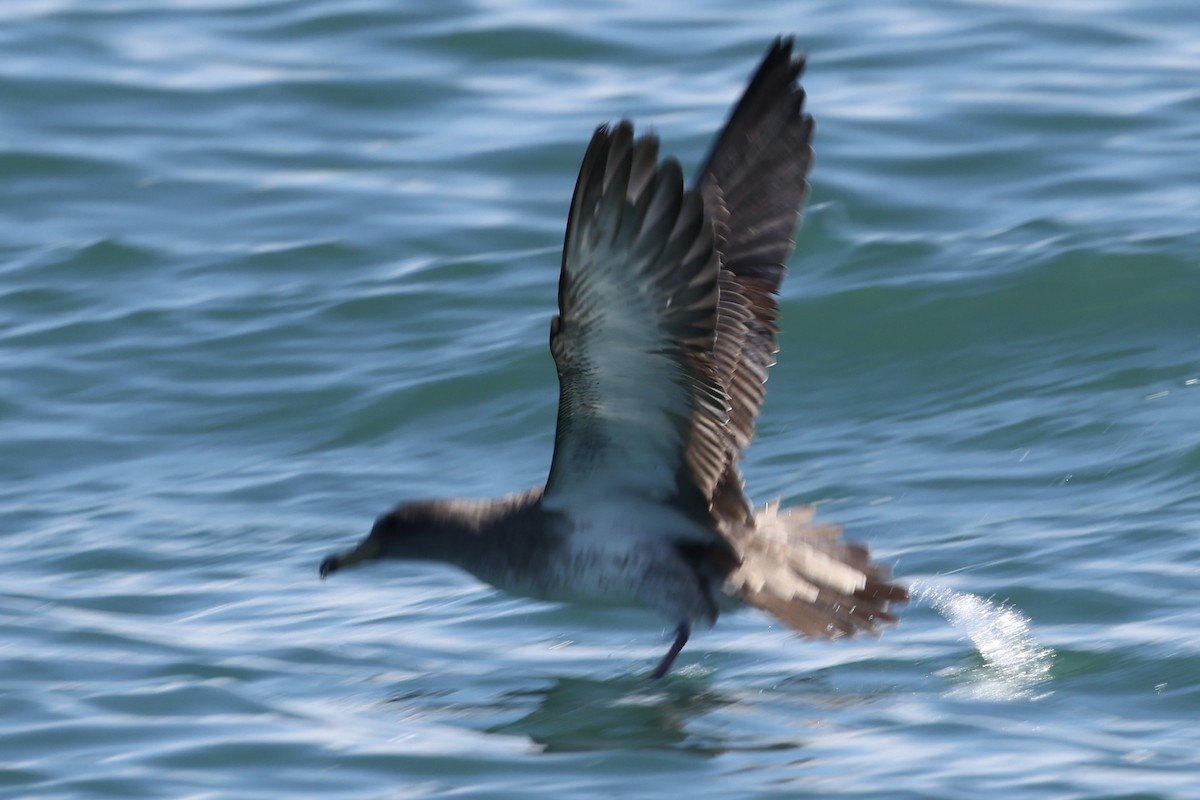 buřňák atlantský/šedý - ML644677142