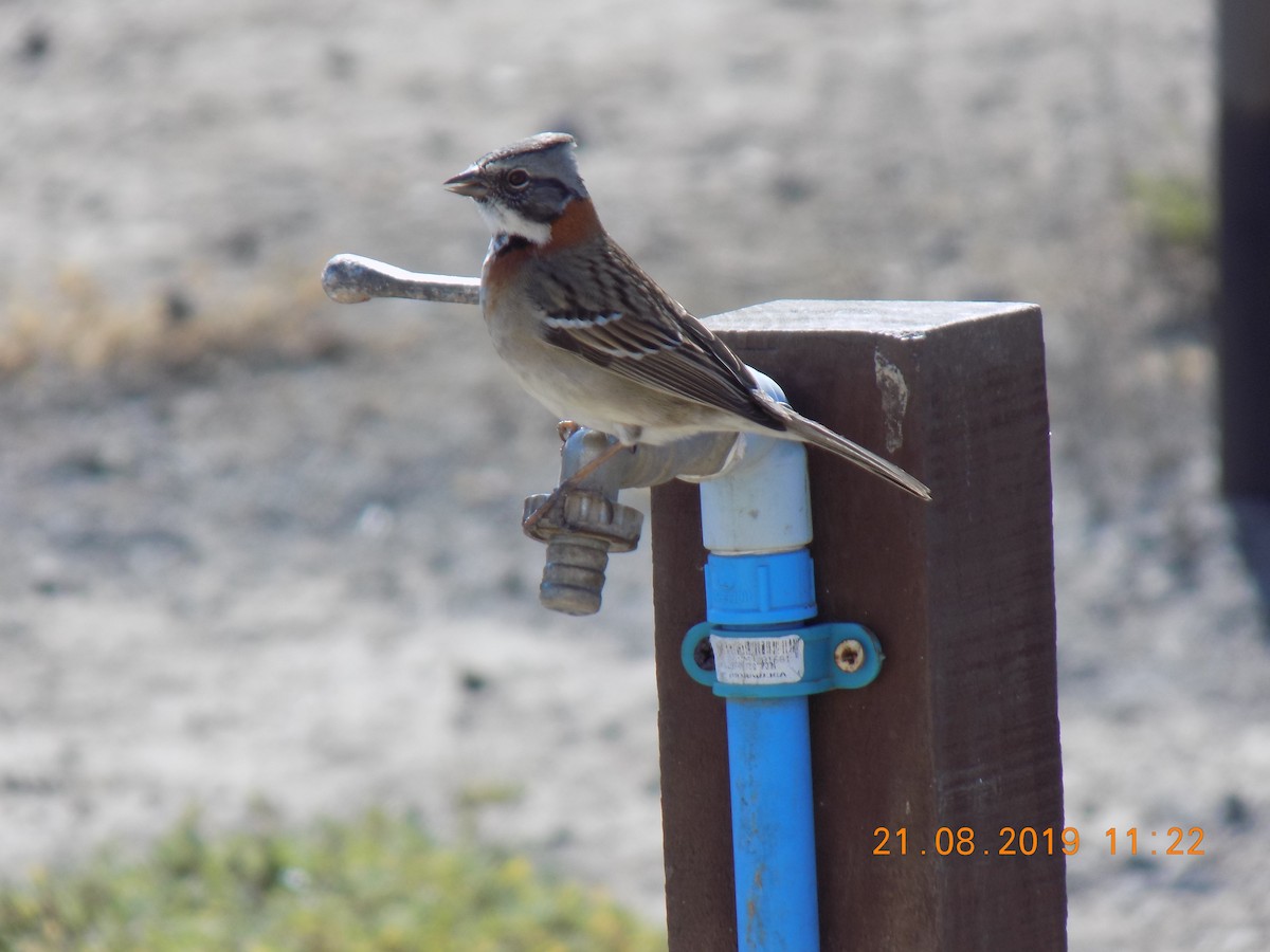 Rufous-collared Sparrow - ML644677146