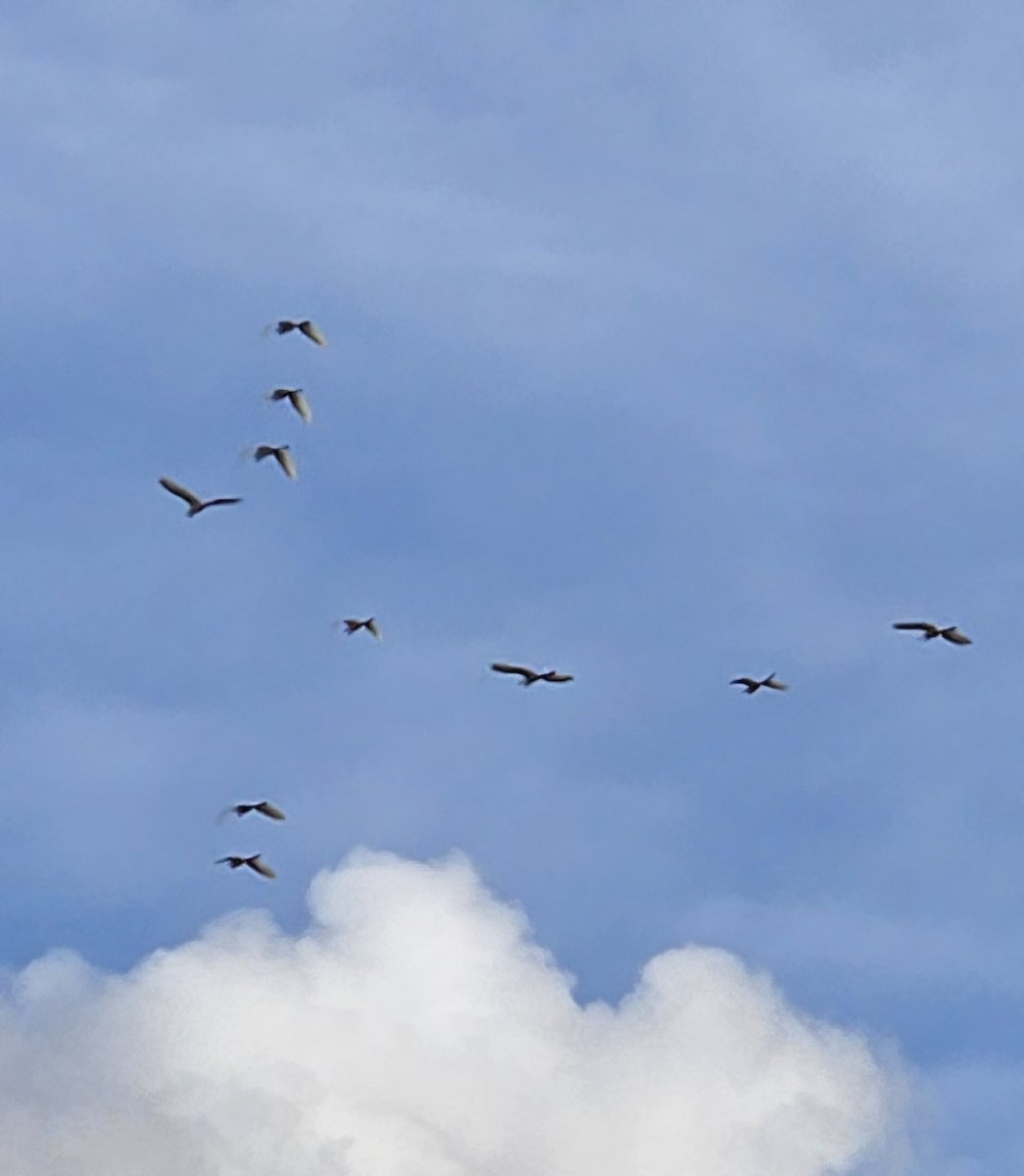 Silberreiher - ML644677160