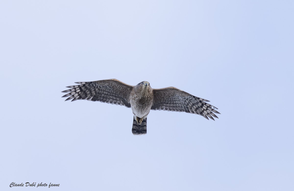 trostehauk - ML644677167