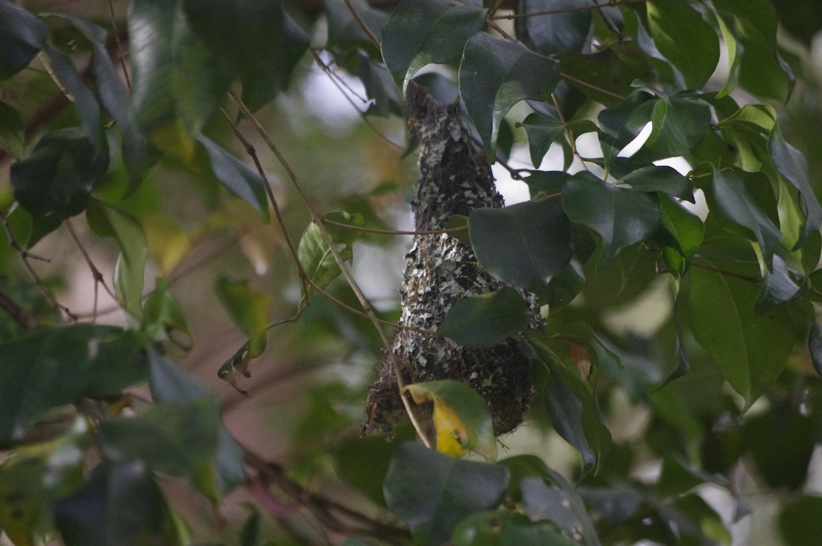 チャイロセンニョムシクイ - ML644677176