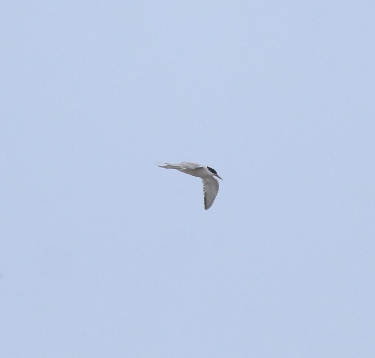 Sterne pierregarin - ML644677185