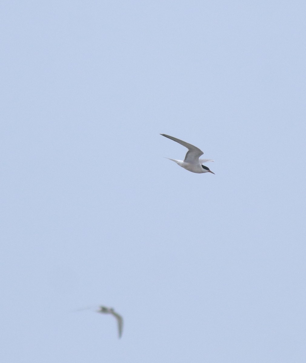 Sterne pierregarin - ML644677188