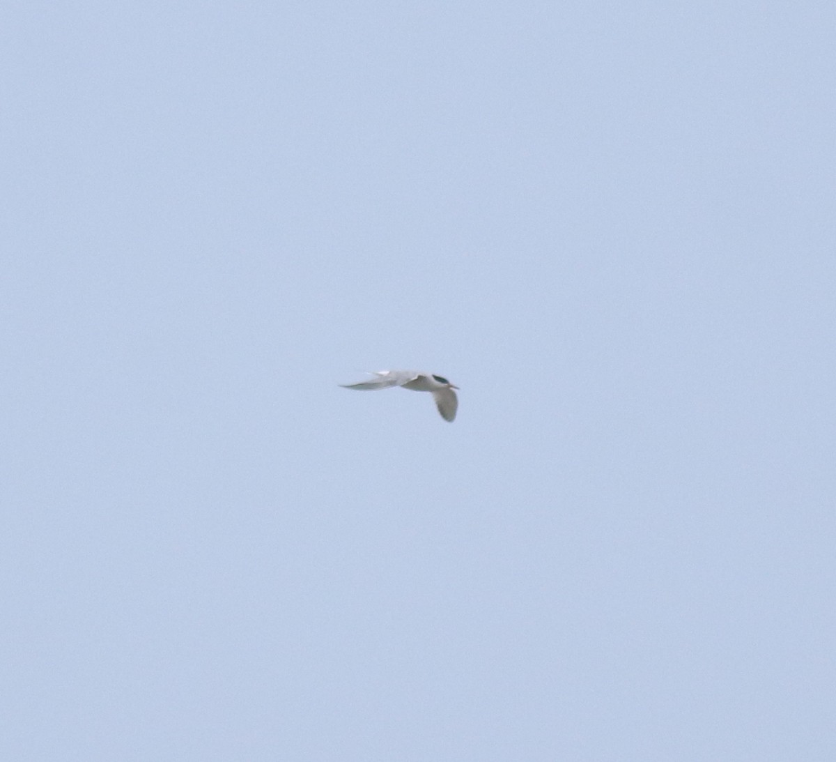 Sterne pierregarin - ML644677190