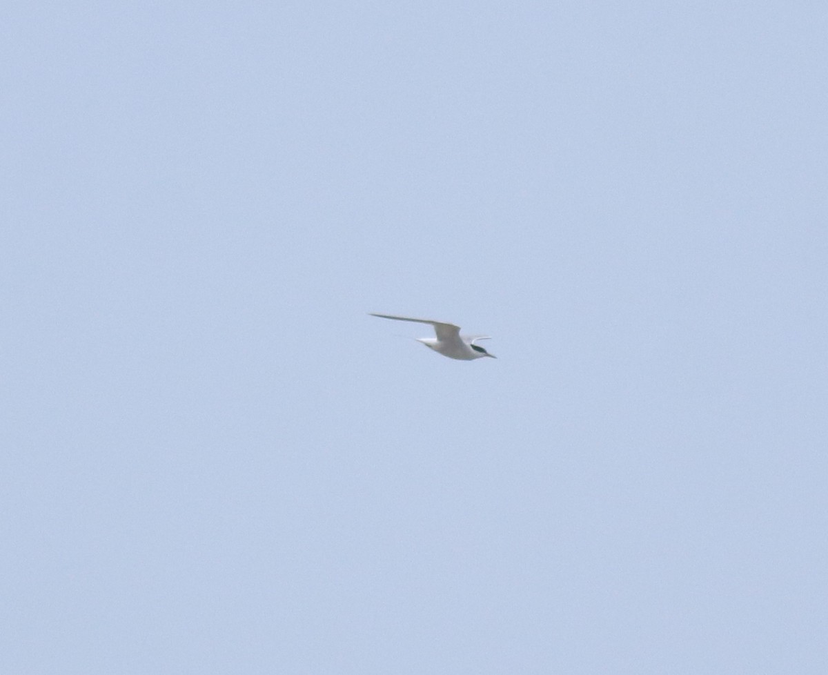 Sterne pierregarin - ML644677192