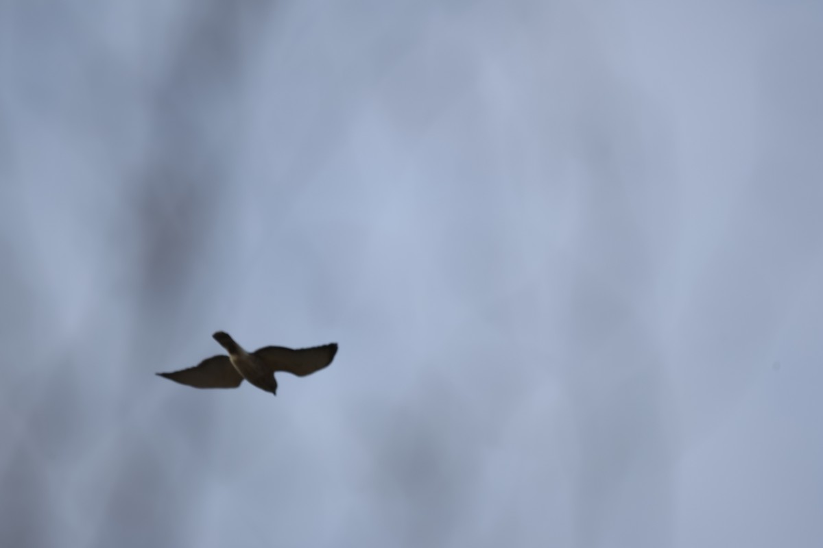 Broad-winged Hawk - ML644677200