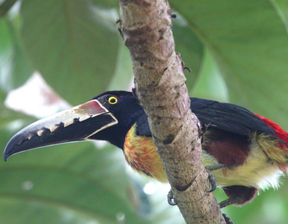 Collared Aracari - ML644677203