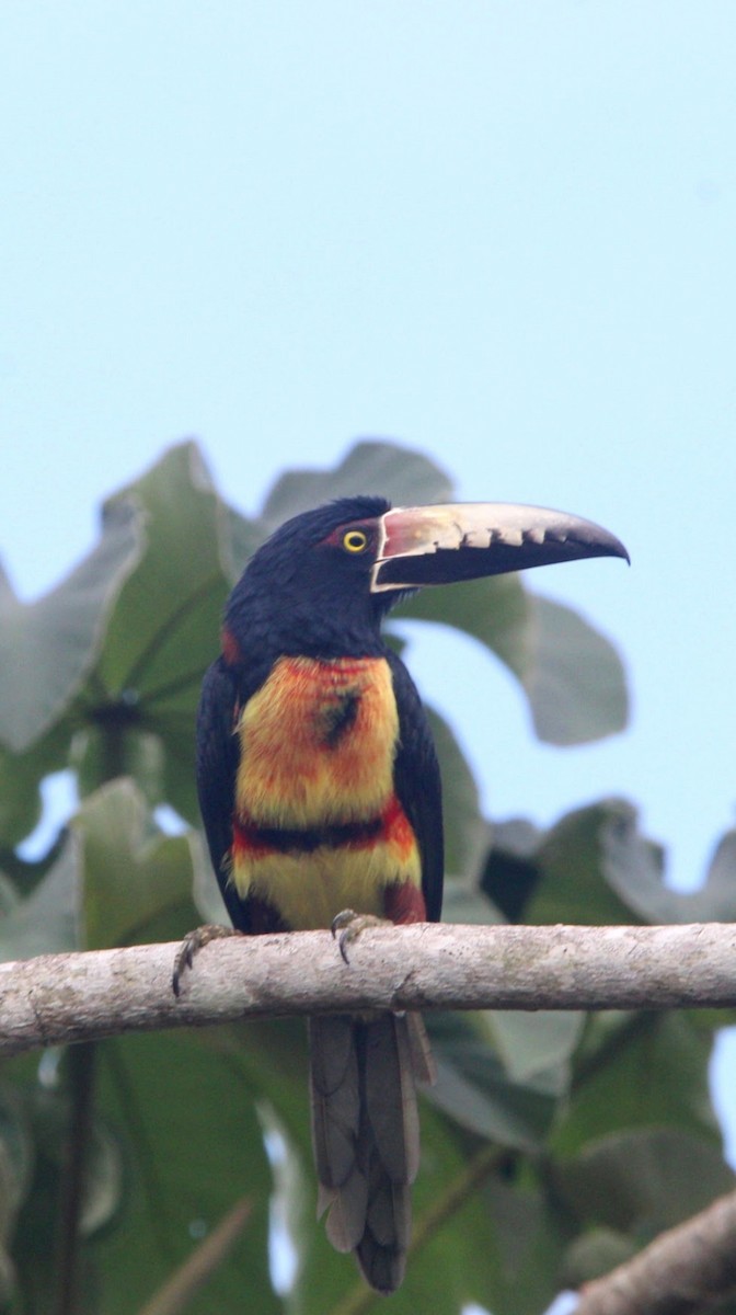 Collared Aracari - ML644677204