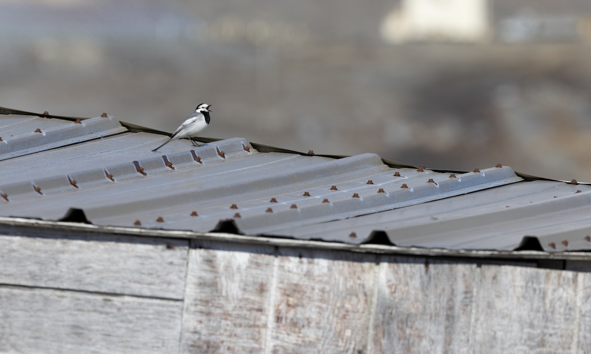 konipas bílý - ML644677213