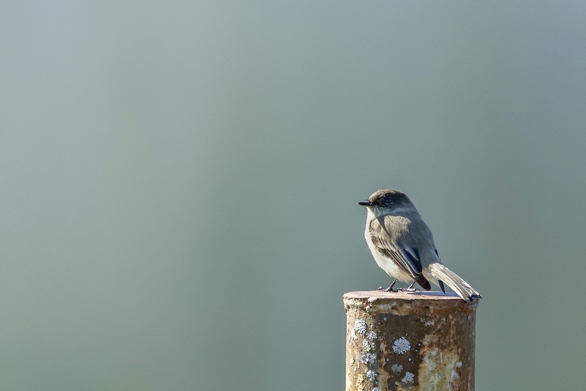 Eastern Phoebe - ML644677214
