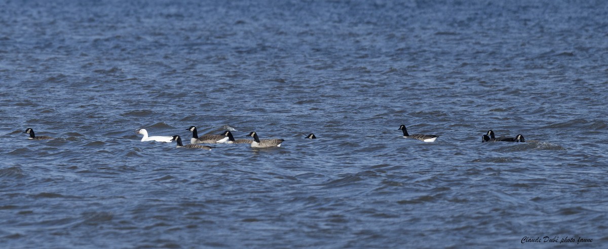 husa sněžní - ML644677220