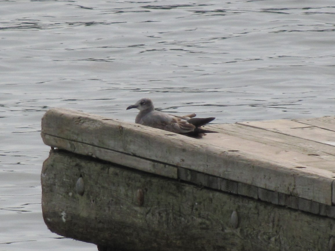 Gabbiano sghignazzante - ML644677221