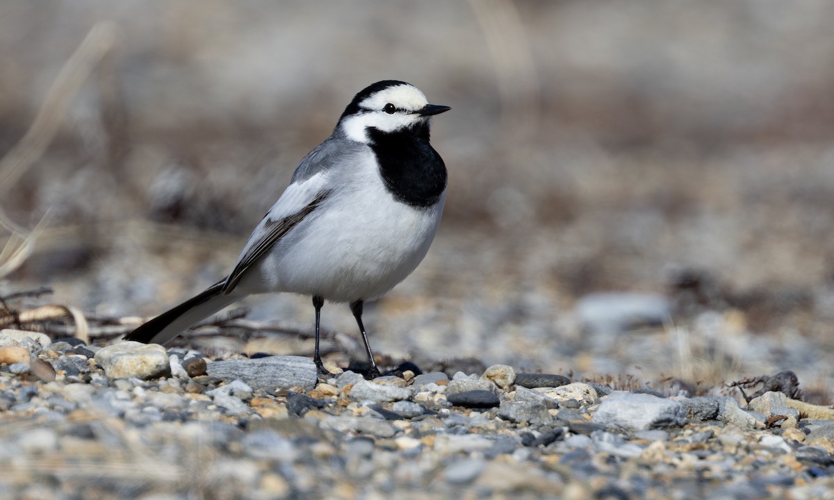 konipas bílý - ML644677223