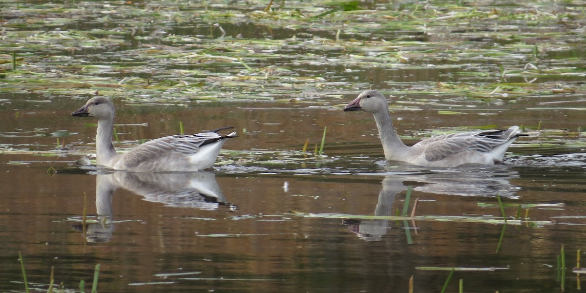 husa sněžní - ML644677224