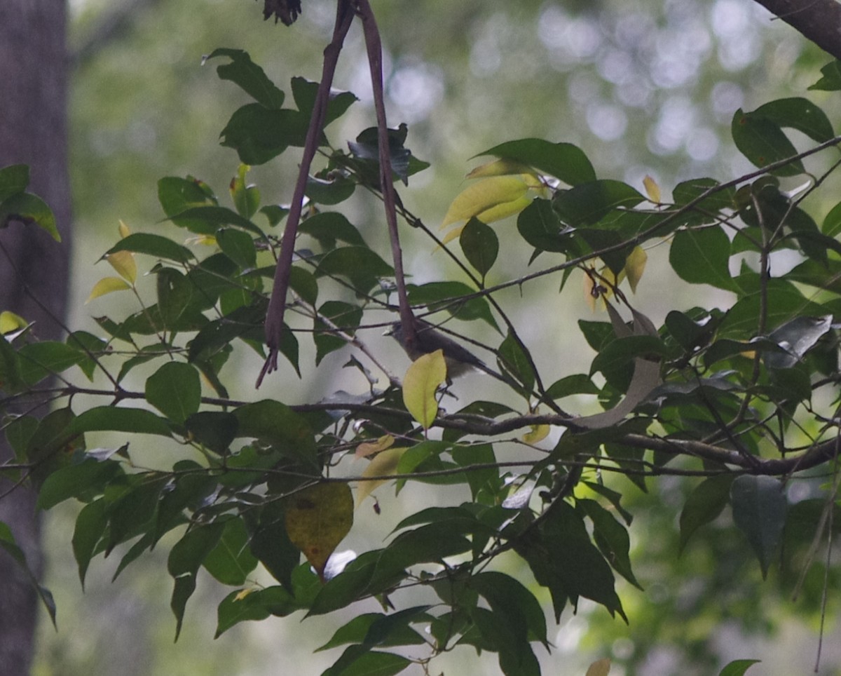 チャイロセンニョムシクイ - ML644677226