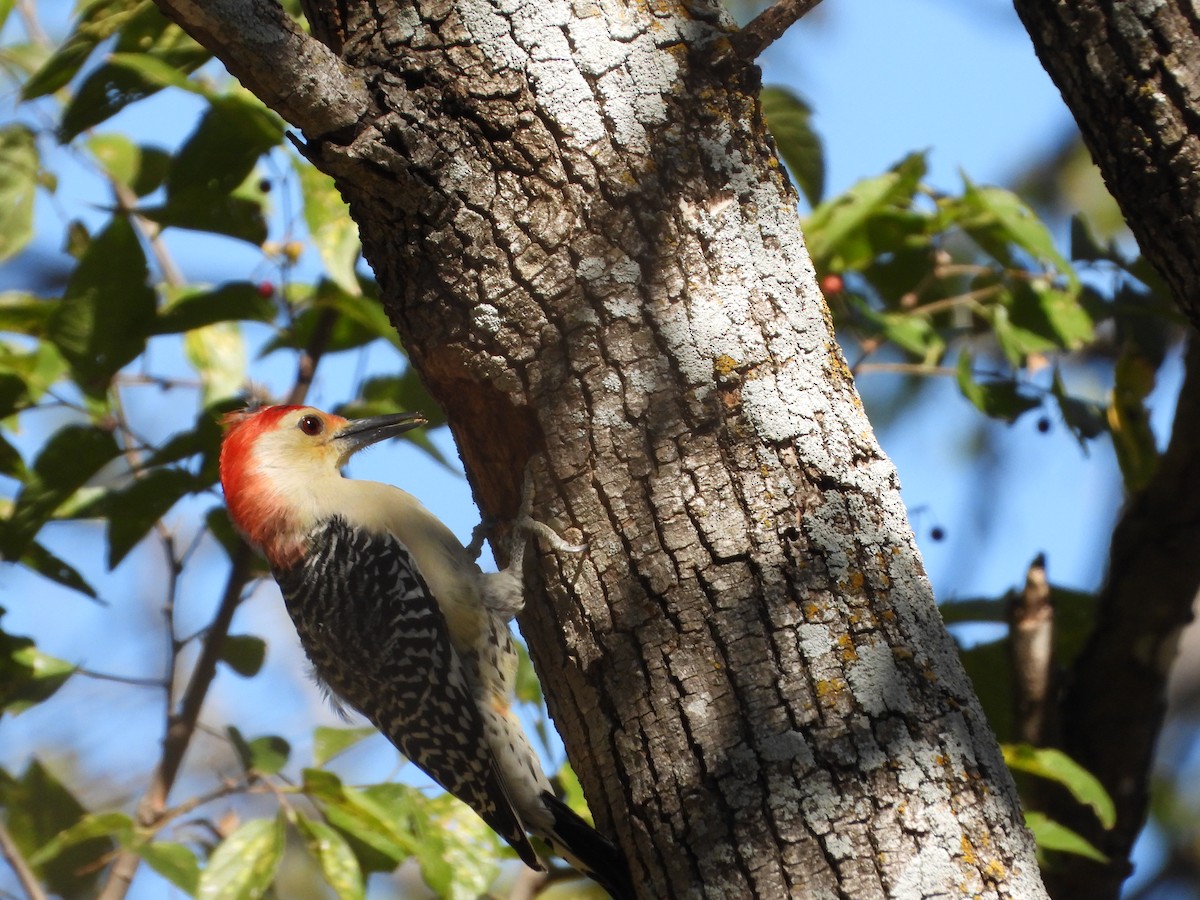 Red-bellied Woodpecker - ML644677231